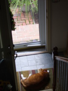 Radar, my former, now my parents cat...yes, he really is THAT big