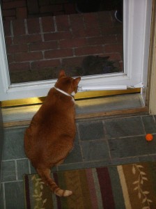 Radar and the cute Tiger Kitten...