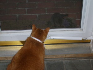 The kitten is quite the "meow"er