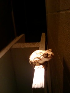 Frog outside the bathrooms at Pocomoke River State Park-cute!